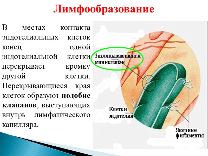 Лимфообразование В местах контакта эндотелиальных клеток конец одной эндотелиальной клетки перекрывает кромку другой клетки.